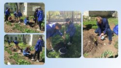Студенты Кузнецкого многопрофильного колледжа реализуют проект “Сад Победы”